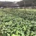 【包邮】少籽纯正品种布福娜树苗黑老虎基地直发量大从优技术