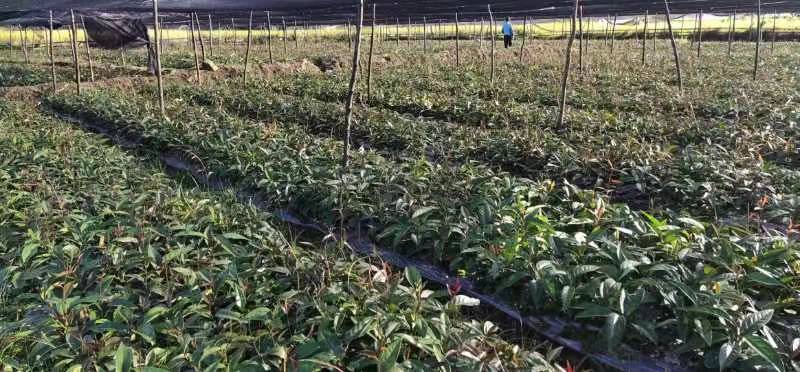 【包邮】少籽纯正品种布福娜树苗黑老虎基地直发量大从优技术