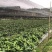 【包邮】少籽纯正品种布福娜树苗黑老虎基地直发量大从优技术