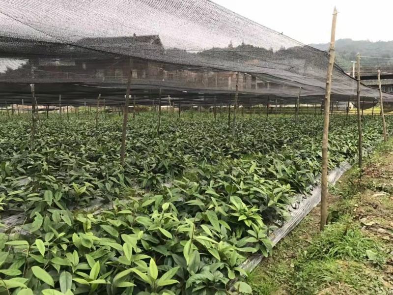【包邮】少籽纯正品种布福娜树苗黑老虎基地直发量大从优技术