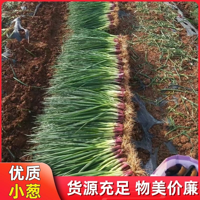 红葱小葱(产地产地直供货源充足实力代办期待长期合作共赢)