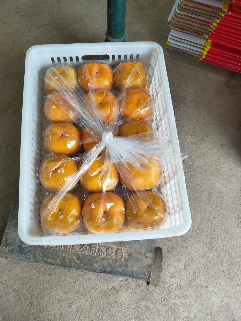 广西桂林恭城瑶山大柿子水泡甜脆柿子，无花纹高山柿子