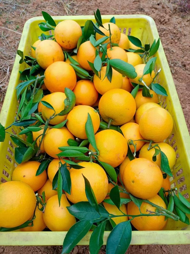 秭归脐橙橙子柑橘、果园看货论价，欢迎咨询订购
