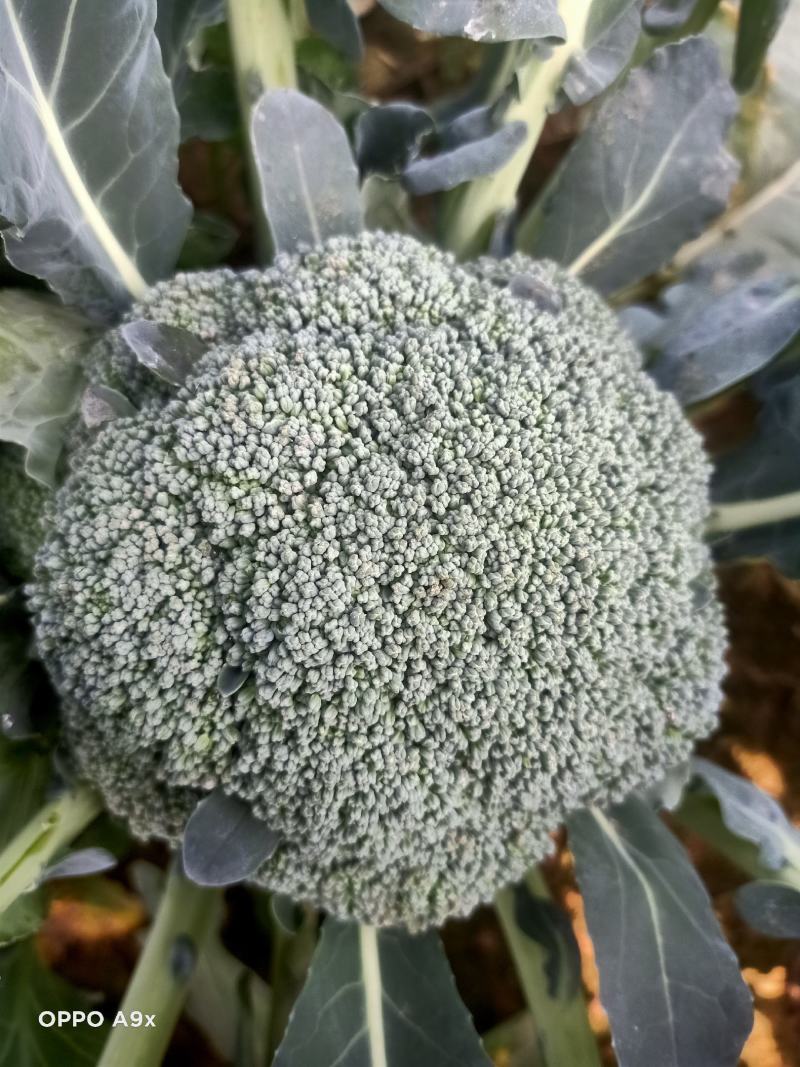 西兰花耐寒优秀西兰花基地直供二指把西兰花