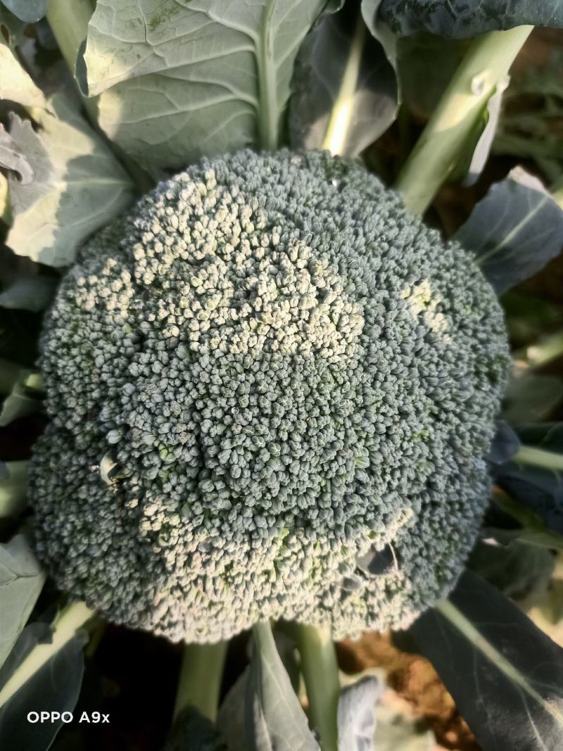西兰花耐寒优秀西兰花基地直供二指把西兰花