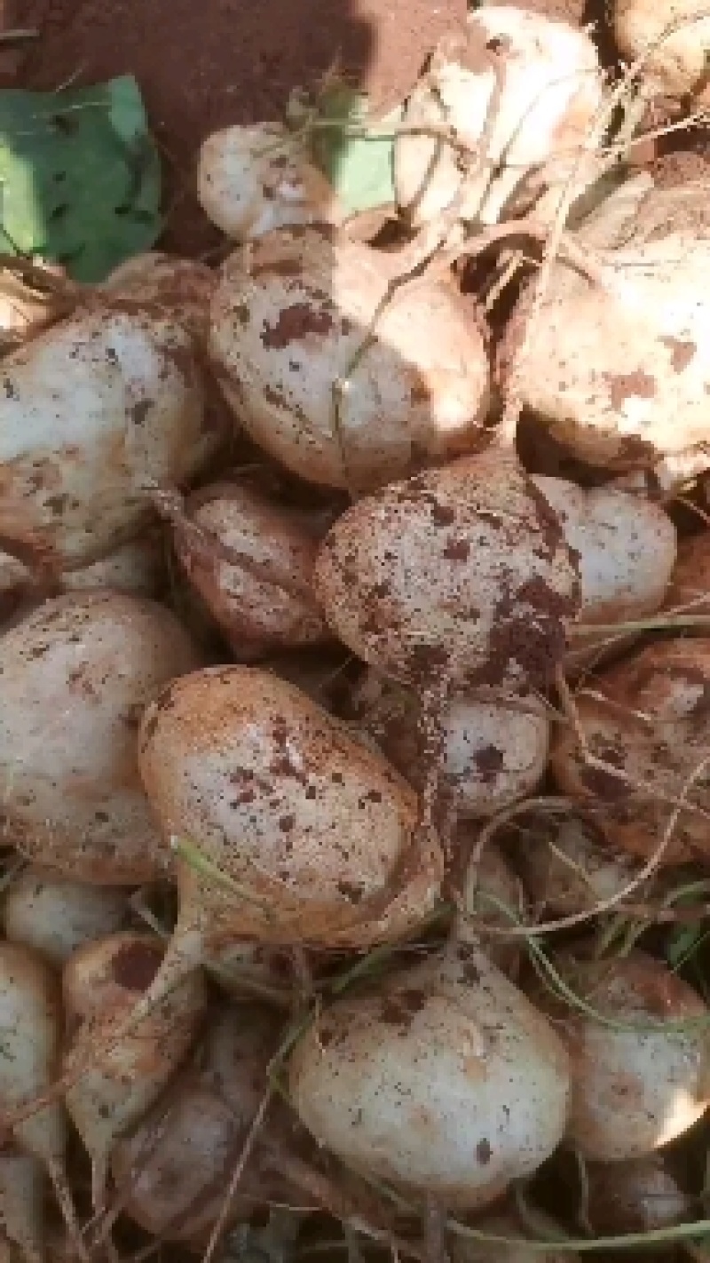 豆薯