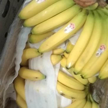 瓦房店市大量批发，南美，厄瓜多尔香蕉