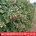 树莓苗双季树莓苗现挖现发基地直发红树莓苗