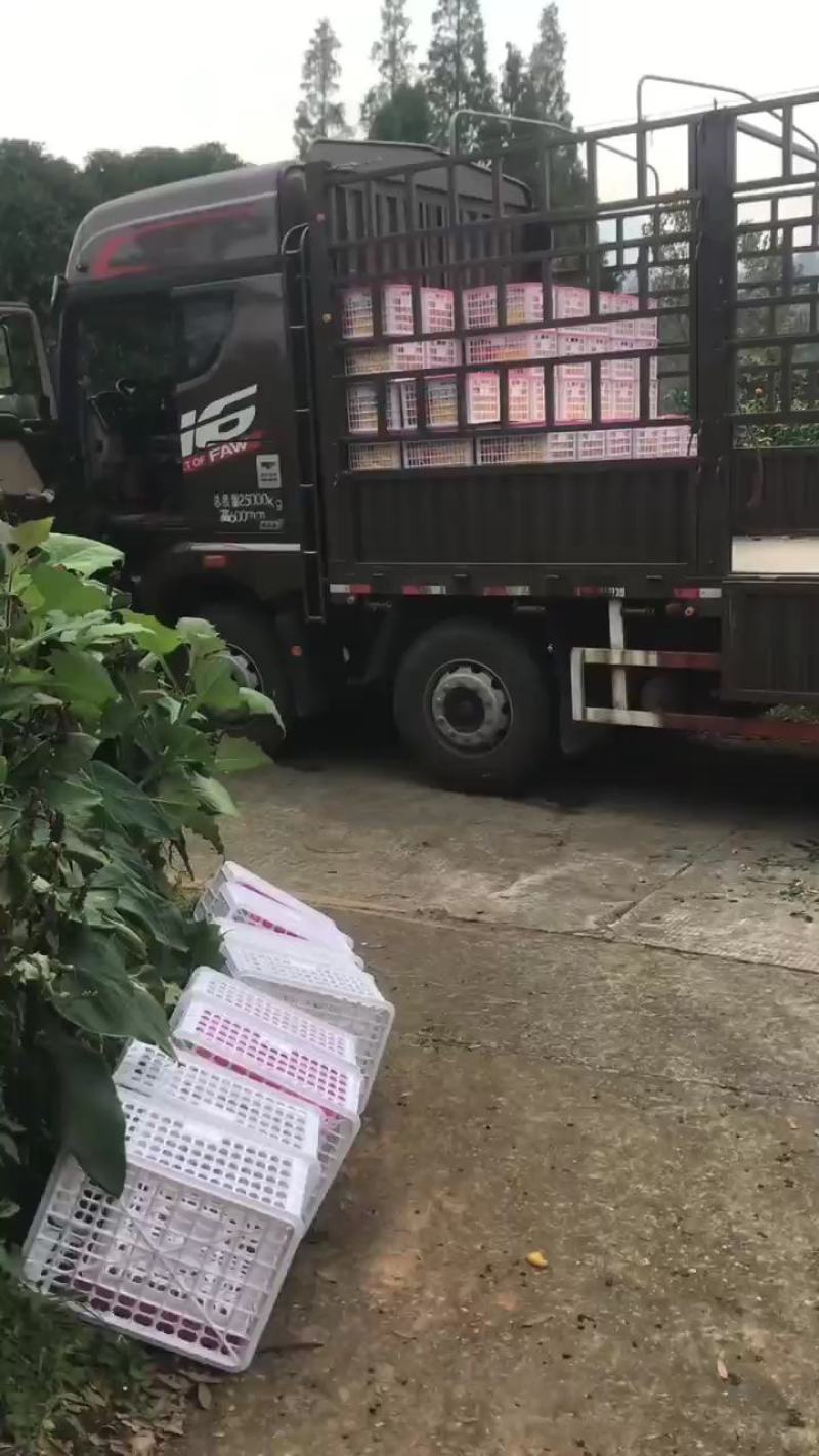 精品爱缓果冻橙入口化渣货源充足有需要的老板来电联系