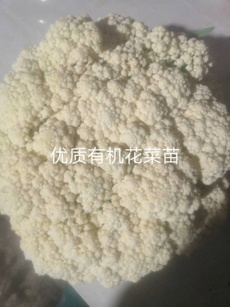 青杆小米粒撒花，有机松花苗，100天，90天，65天
