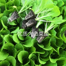 白菜苗，茶氏育苗基地常年供应大白菜苗，价格美丽