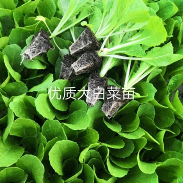白菜苗，茶氏育苗基地常年供应大白菜苗，价格美丽