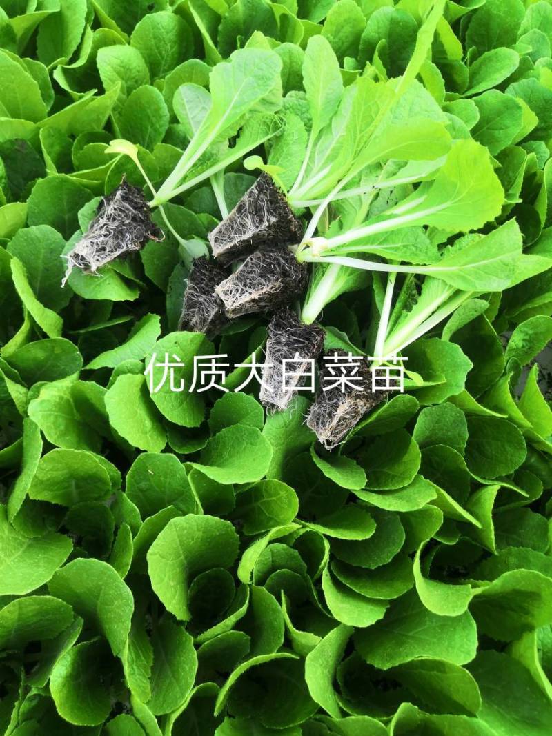 白菜苗，茶氏育苗基地常年供应大白菜苗，价格美丽