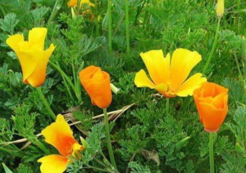花菱草种子四季种多年生宿根耐寒耐贫瘠花草种子景观花海种子