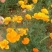 花菱草种子四季种多年生宿根耐寒耐贫瘠花草种子景观花海种子