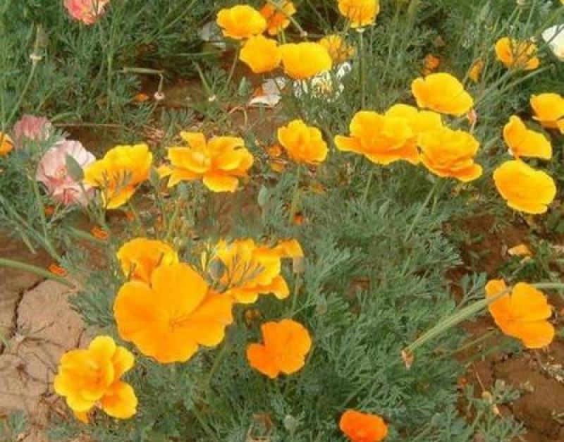 花菱草种子四季种多年生宿根耐寒耐贫瘠花草种子景观花海种子