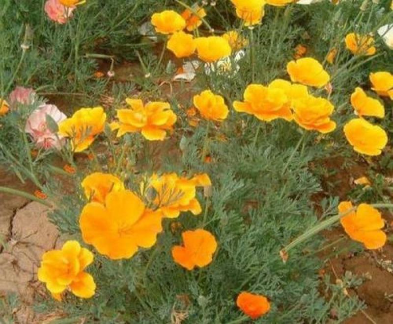 花菱草种子四季种多年生宿根耐寒耐贫瘠花草种子景观花海种子