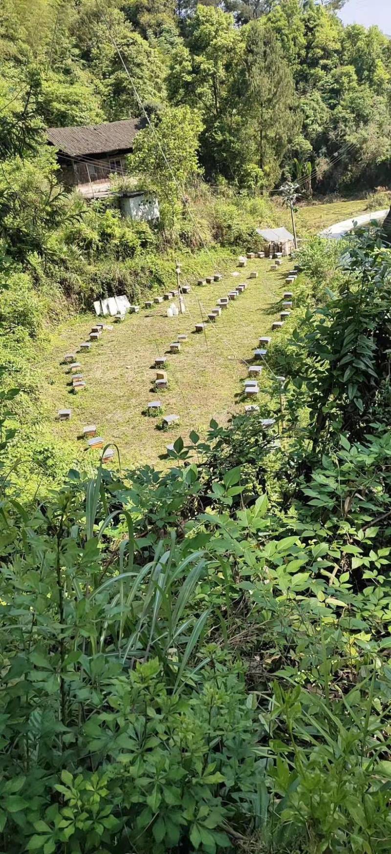 高山土蜂蜜