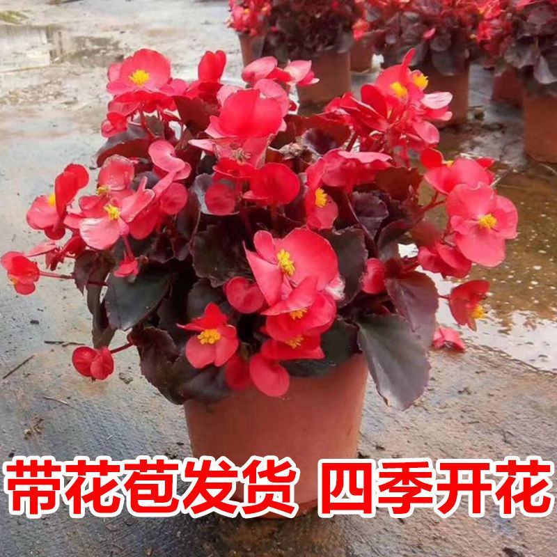 四季海棠花盆栽带花苞盆四季开花好养活阳台院子室内外花卉