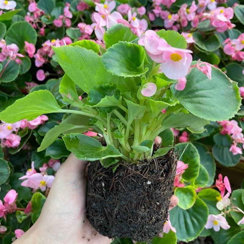 四季海棠花盆栽带花苞盆四季开花好养活阳台院子室内外花卉