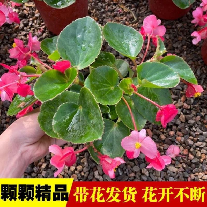 四季海棠花盆栽带花苞盆四季开花好养活阳台院子室内外花卉