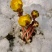 冰凌花侧金盏花冬天开花新奇特观赏花卉雪莲花园艺种子种苗盆