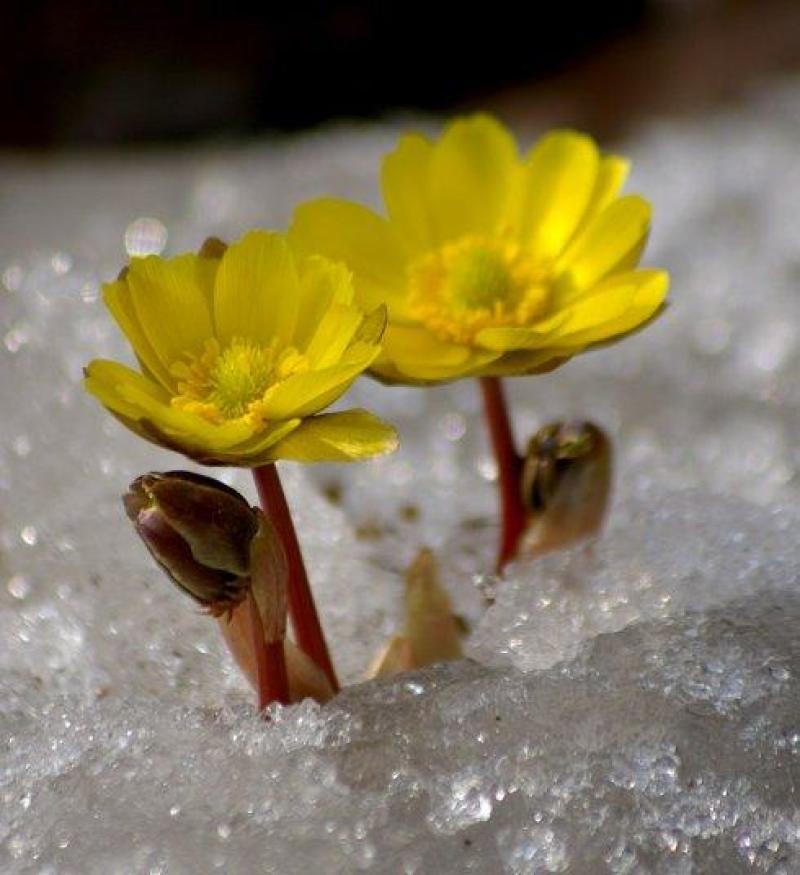 冰凌花侧金盏花冬天开花新奇特观赏花卉雪莲花园艺种子种苗盆