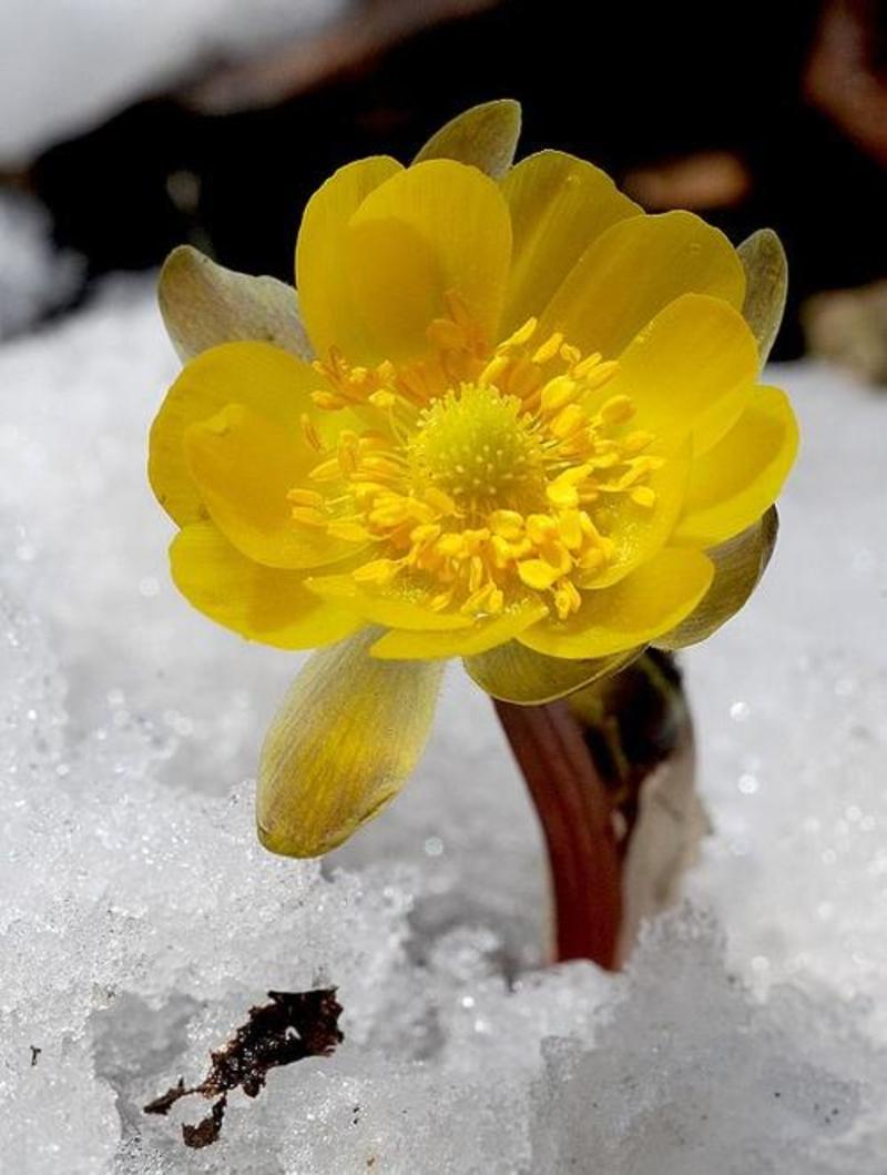 冰凌花侧金盏花冬天开花新奇特观赏花卉雪莲花园艺种子种苗盆