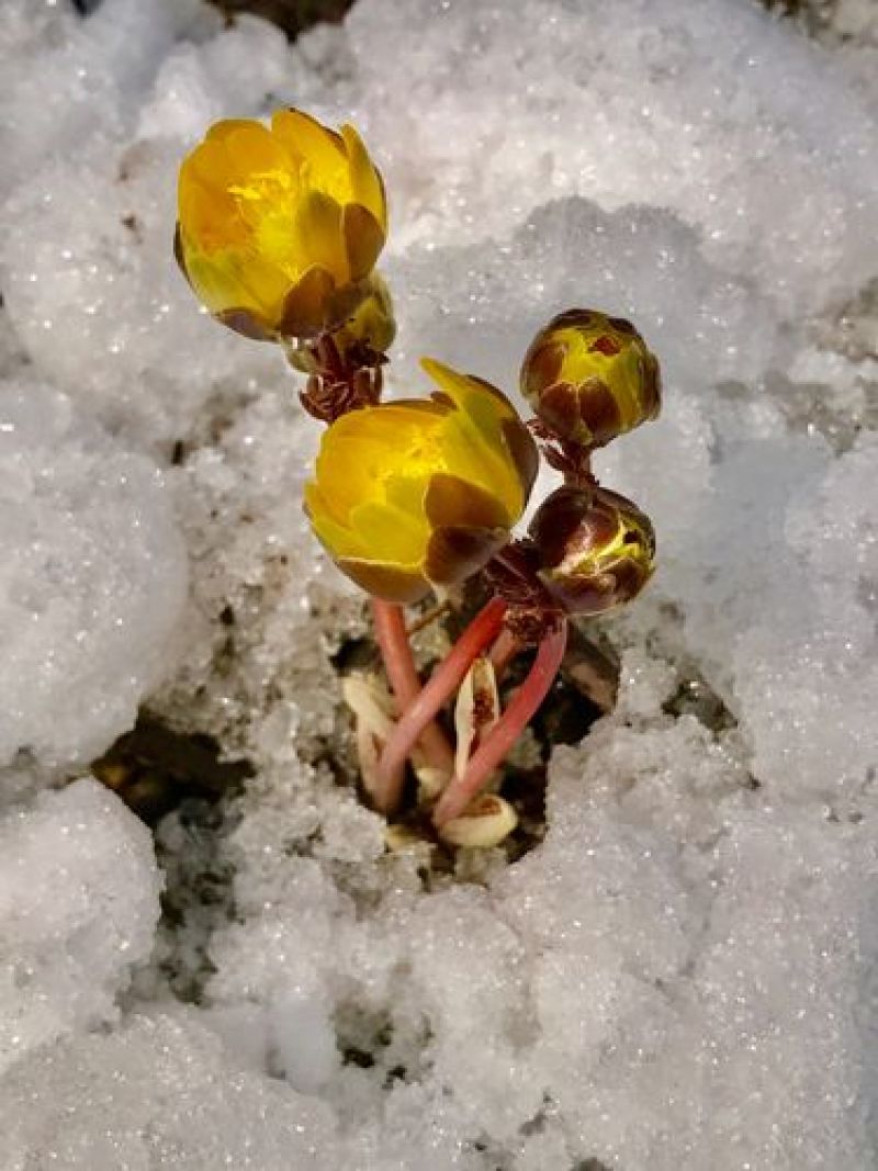 冰凌花侧金盏花冬天开花新奇特观赏花卉雪莲花园艺种子种苗盆