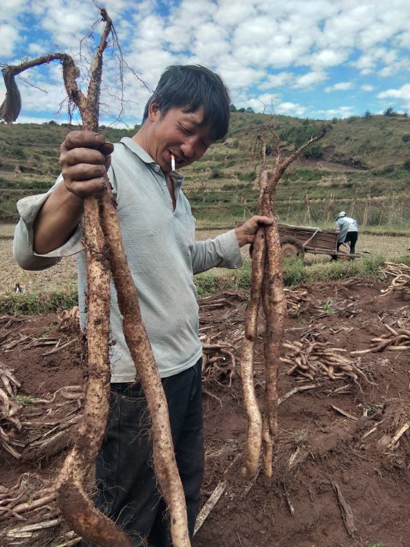 山药，农家自种牛尾山药，糯山药