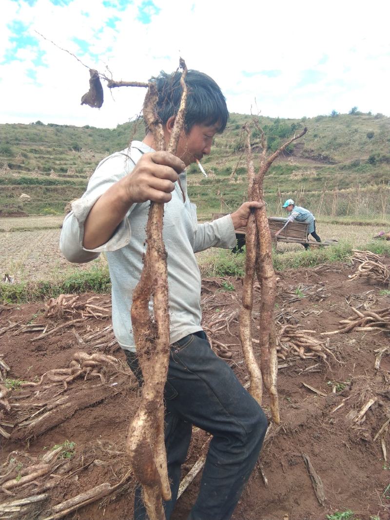 山药，农家自种牛尾山药，糯山药