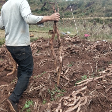 山药，农家自种牛尾山药，糯山药