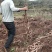 山药，农家自种牛尾山药，糯山药
