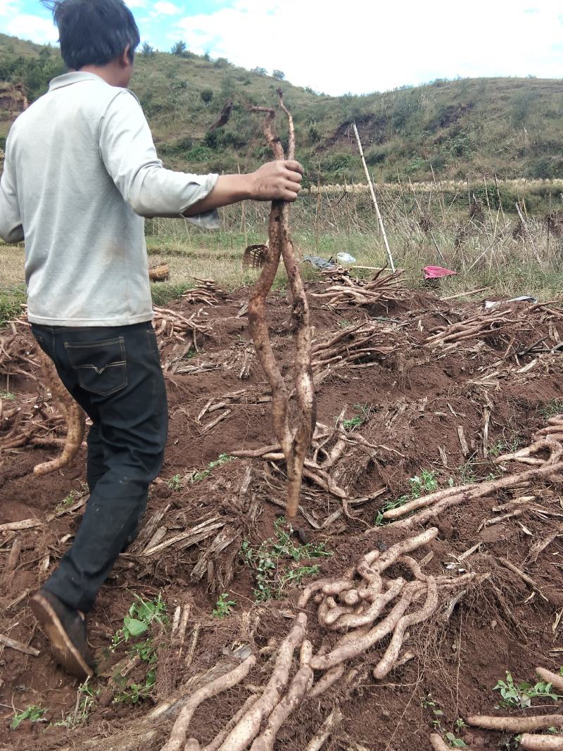 山药，农家自种牛尾山药，糯山药