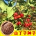 新采药材种籽山丁子种子山丁子树种子山定子、林荆子、