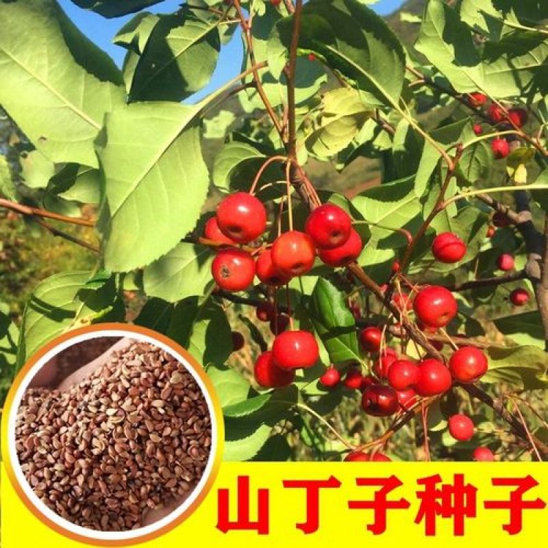 新采药材种籽山丁子种子山丁子树种子山定子、林荆子、