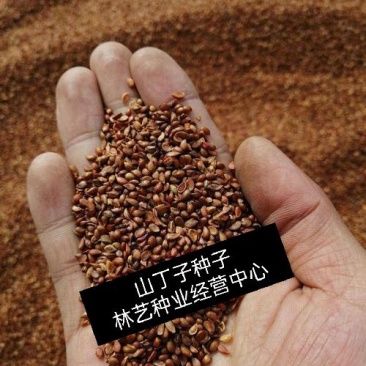 新采药材种籽山丁子种子山丁子树种子山定子、林荆子、
