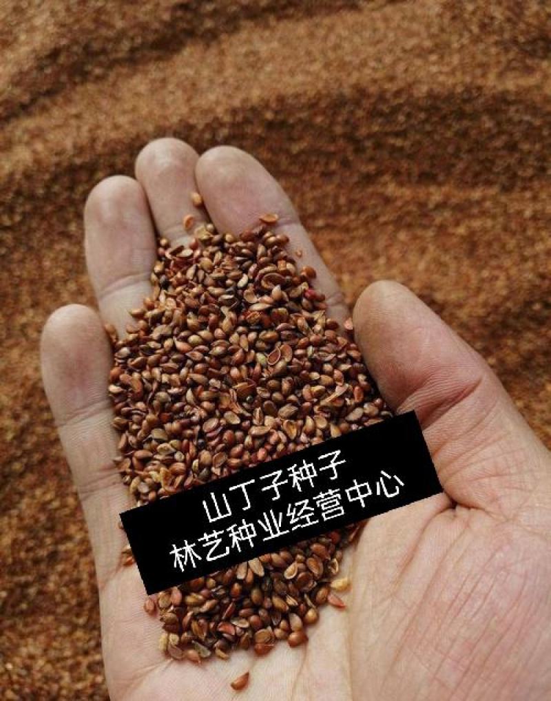 新采药材种籽山丁子种子山丁子树种子山定子、林荆子、