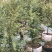 新红豆杉种子新采红豆杉园林绿化阳台盆栽绿植观赏盆景红豆杉
