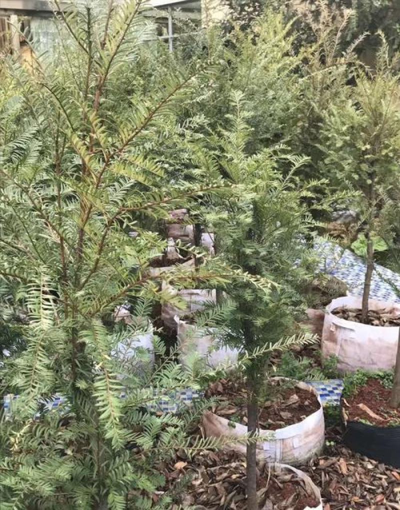 新红豆杉种子新采红豆杉园林绿化阳台盆栽绿植观赏盆景红豆杉