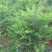 新红豆杉种子新采红豆杉园林绿化阳台盆栽绿植观赏盆景红豆杉