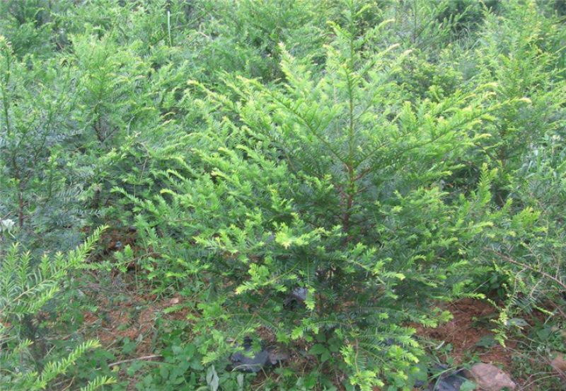 新红豆杉种子新采红豆杉园林绿化阳台盆栽绿植观赏盆景红豆杉
