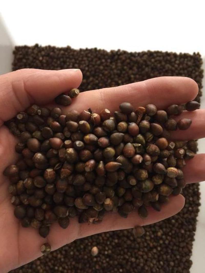 新红豆杉种子新采红豆杉园林绿化阳台盆栽绿植观赏盆景红豆杉