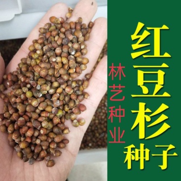 新红豆杉种子新采红豆杉园林绿化阳台盆栽绿植观赏盆景红豆杉