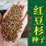 新红豆杉种子新采红豆杉园林绿化阳台盆栽绿植观赏盆景红豆杉