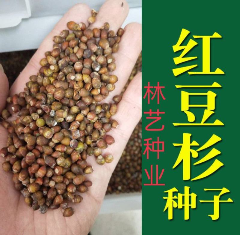 新红豆杉种子新采红豆杉园林绿化阳台盆栽绿植观赏盆景红豆杉
