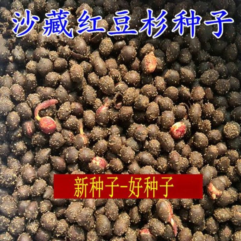 新红豆杉种子新采红豆杉园林绿化阳台盆栽绿植观赏盆景红豆杉