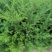 新红豆杉种子新采红豆杉园林绿化阳台盆栽绿植观赏盆景红豆杉