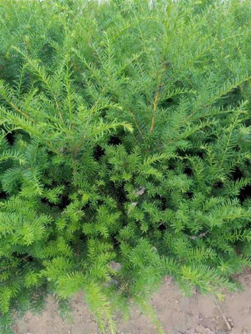 新红豆杉种子新采红豆杉园林绿化阳台盆栽绿植观赏盆景红豆杉