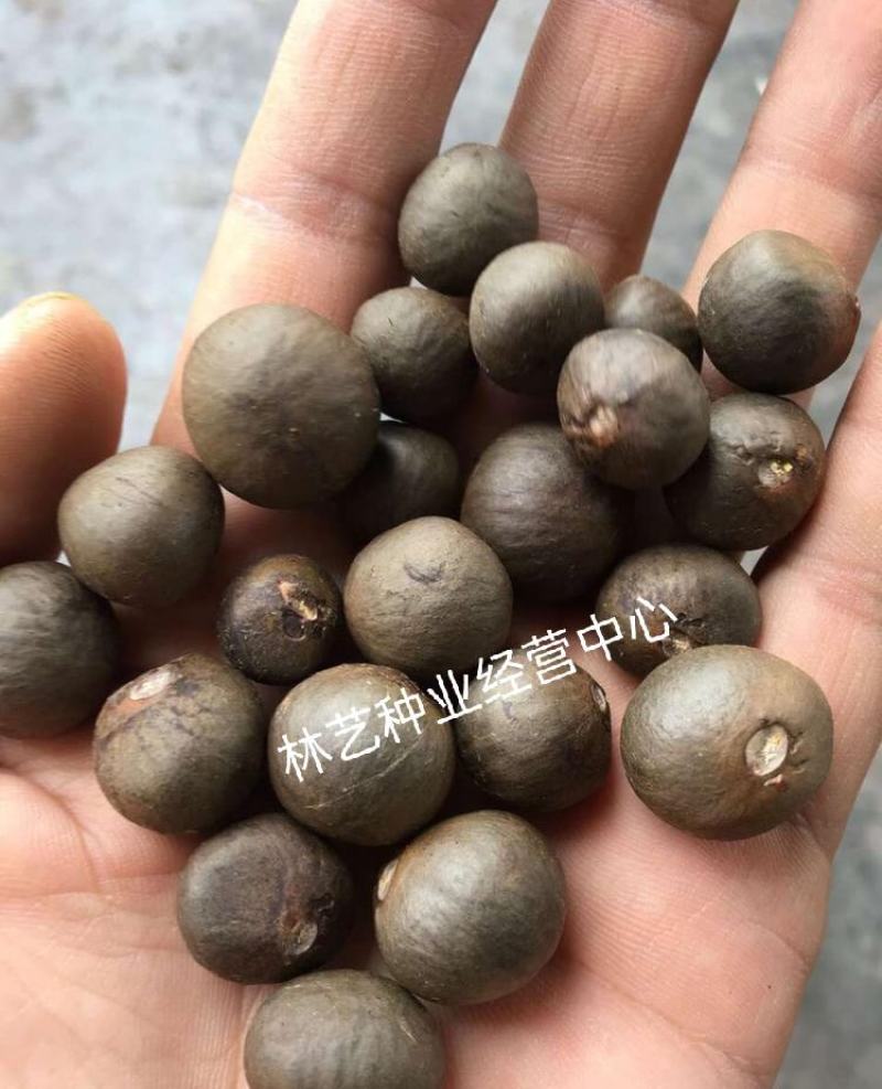 绿茶种子特早茶种子耐寒茶叶种子茶树籽各种茶叶种子